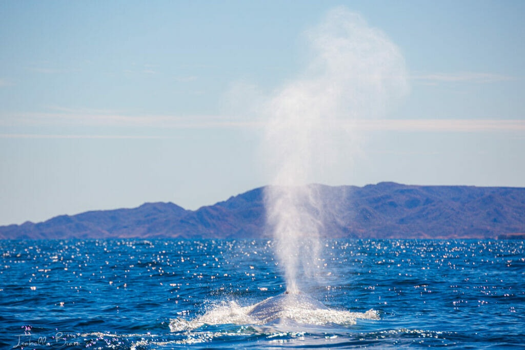 Blue whale blow in Loreto 