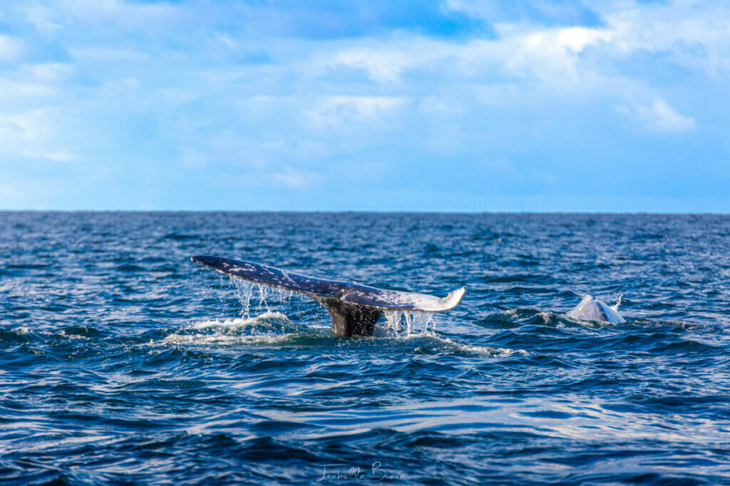 Grey Whale from Puerto Chale