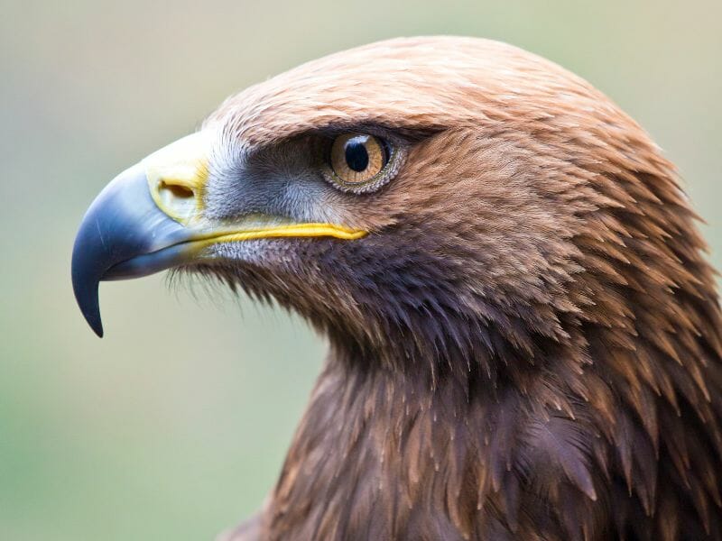 mational Bird of Mexico