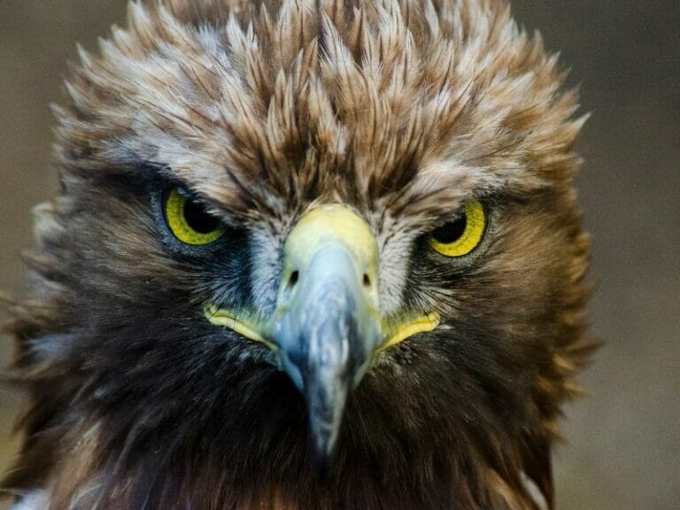 Eagle face