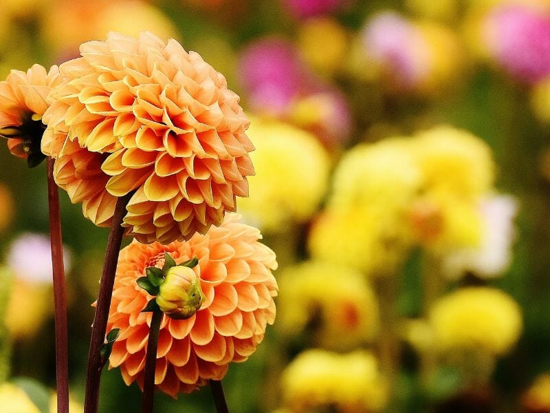 national flower of mexico