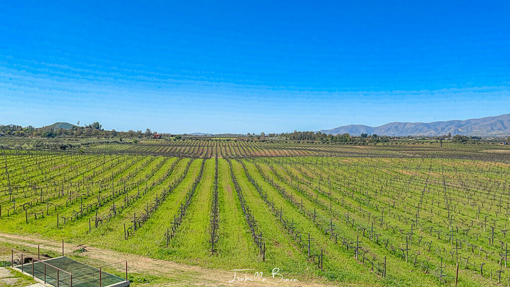 Valle de guadalupe field