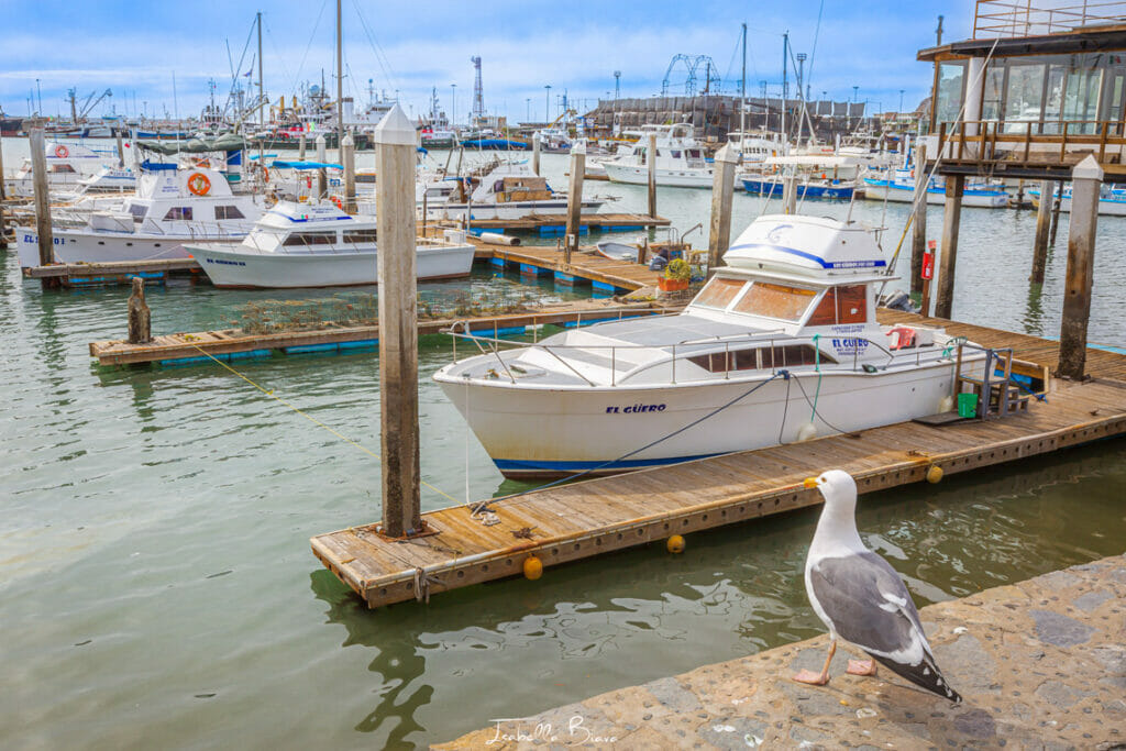 ensenada malecon seagull