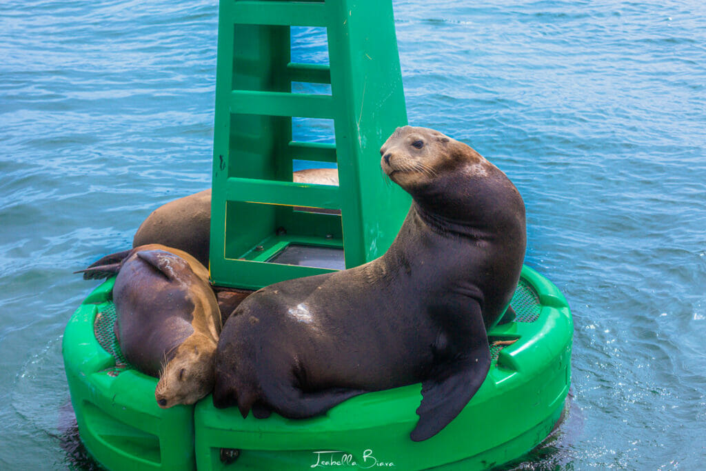 sea lions