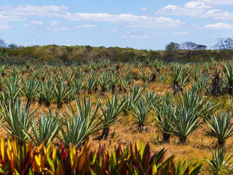Agave plantation Sisal