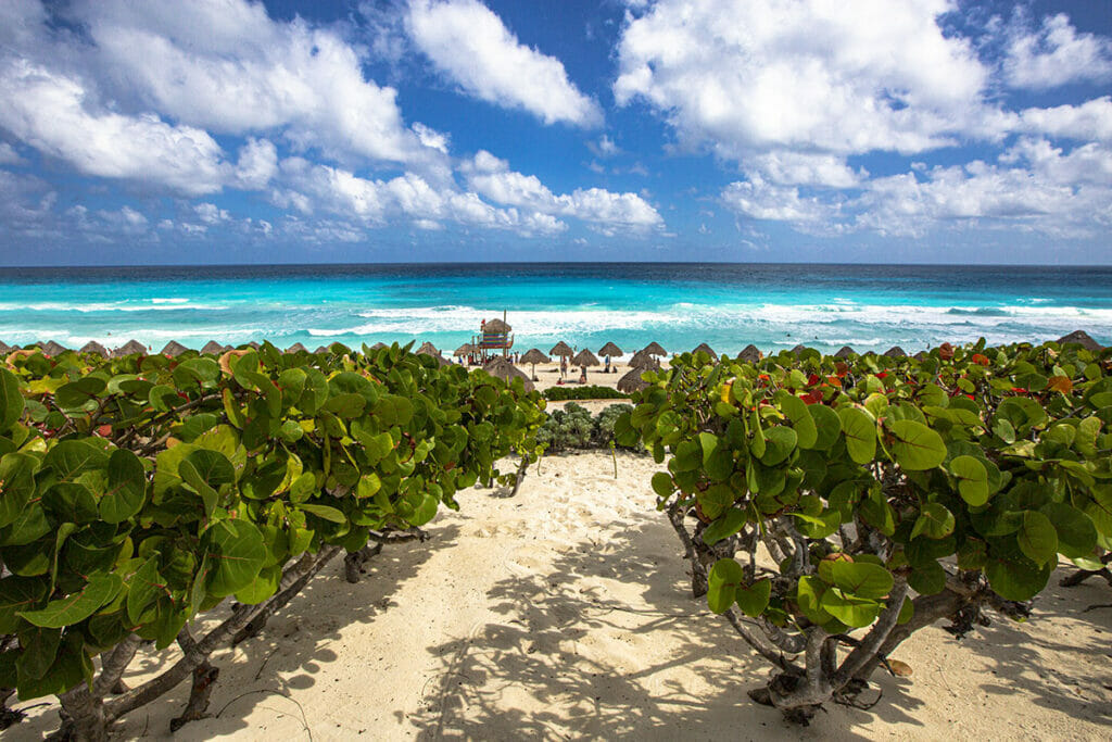 View towards the ocean with plants in front