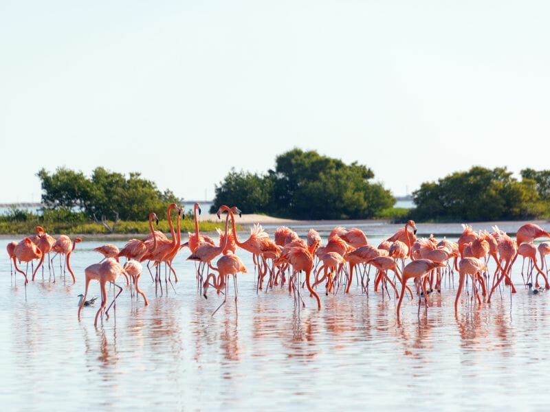 Many flamingos standing in Rio Lagartos