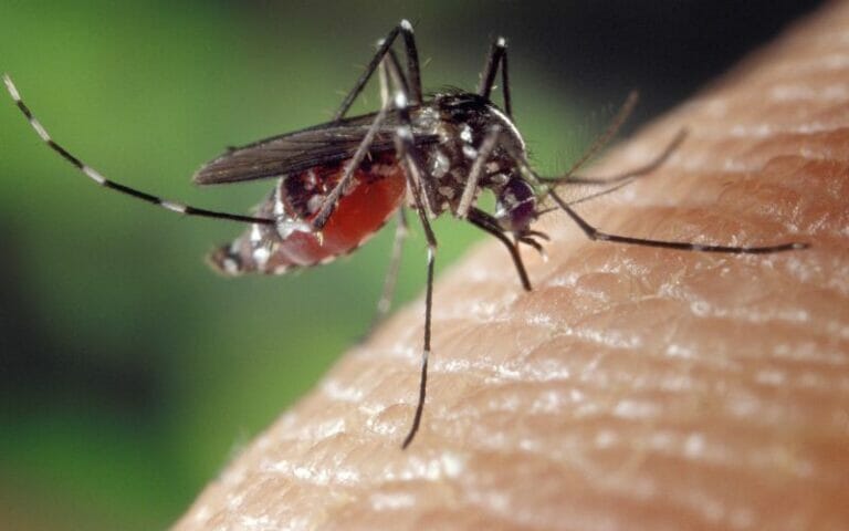 Mosquito bites