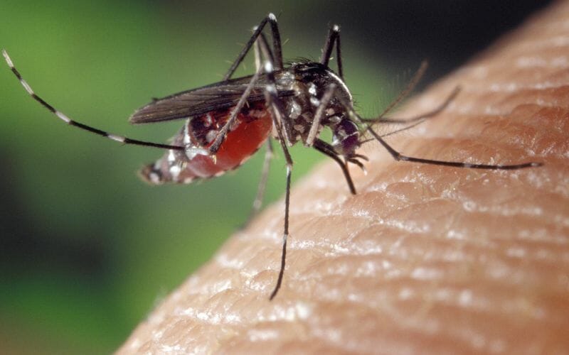 Mosquito bites