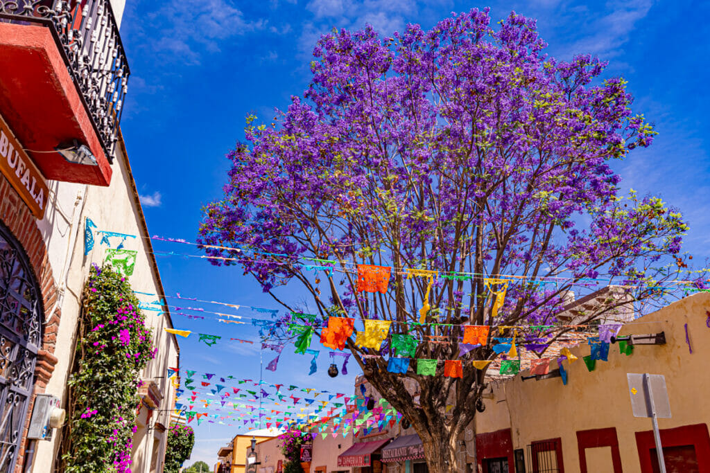 Jacarranda flowers in Queretaro 