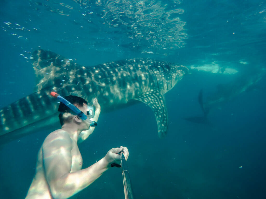 Man swimming with a whale shark