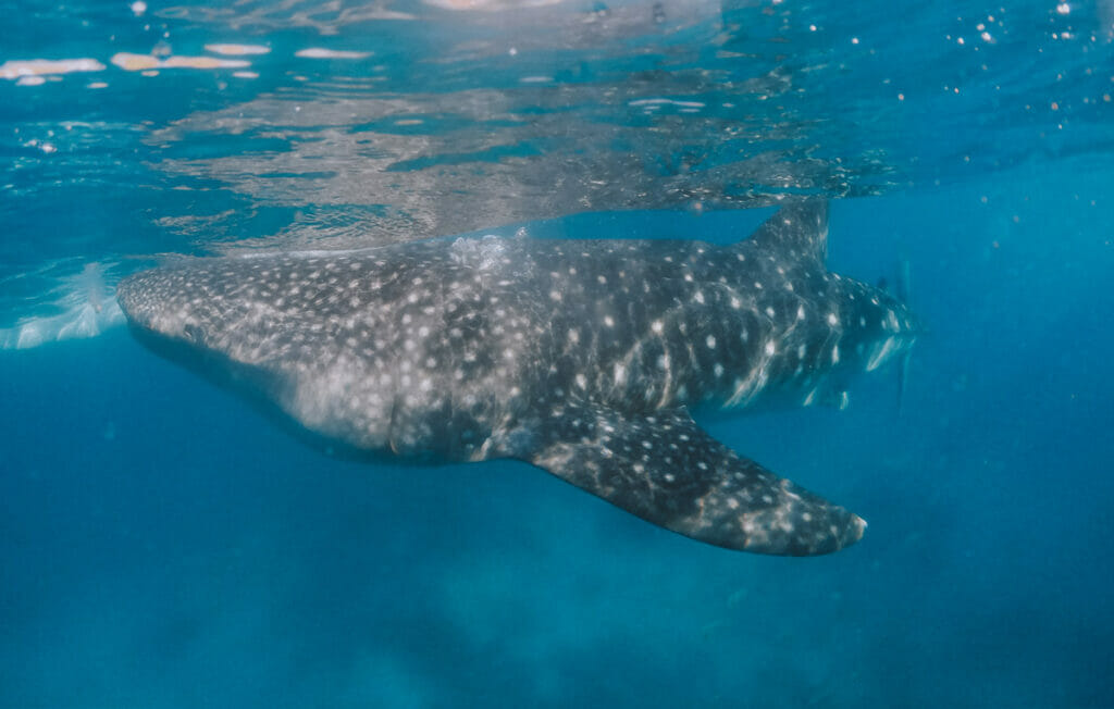 Whale Shark swimming