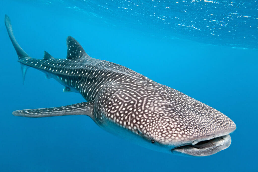 Whale Shark full image