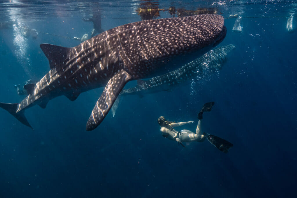 Woman swimming with whale shark