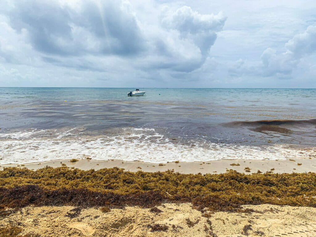 View of the Playa Beach with sargussum seaweeds.