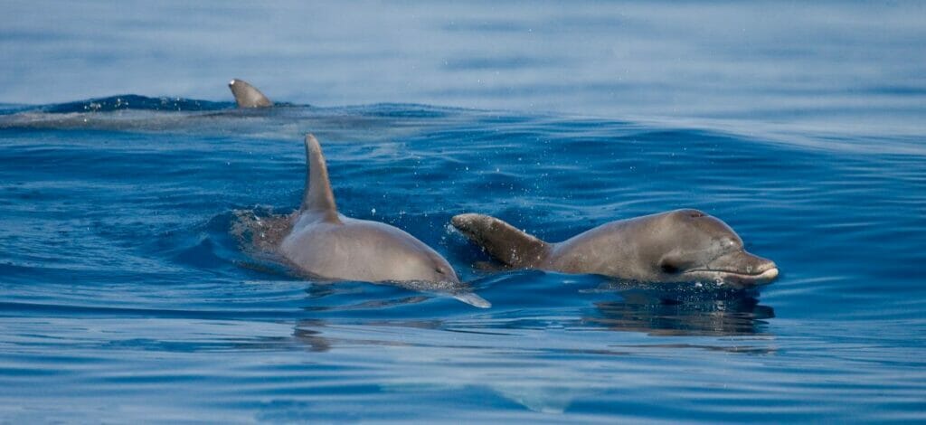 Close-up of 3 dolphins swimming in the ocean.