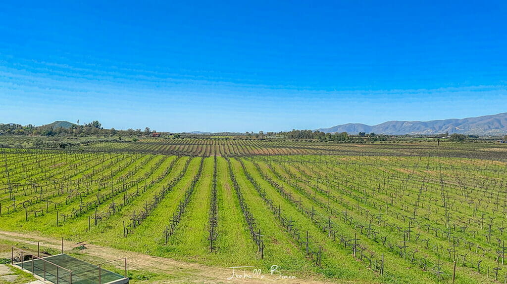 A field in Valle de Guadalupe - where to stay in Valle de Guadalupe.