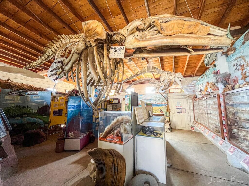 Skeletons inside the local museum.