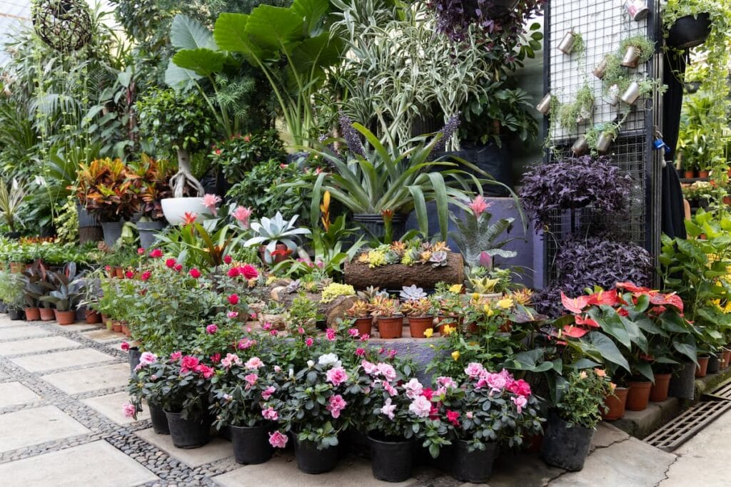 Plant Nursery in Coyoacan.