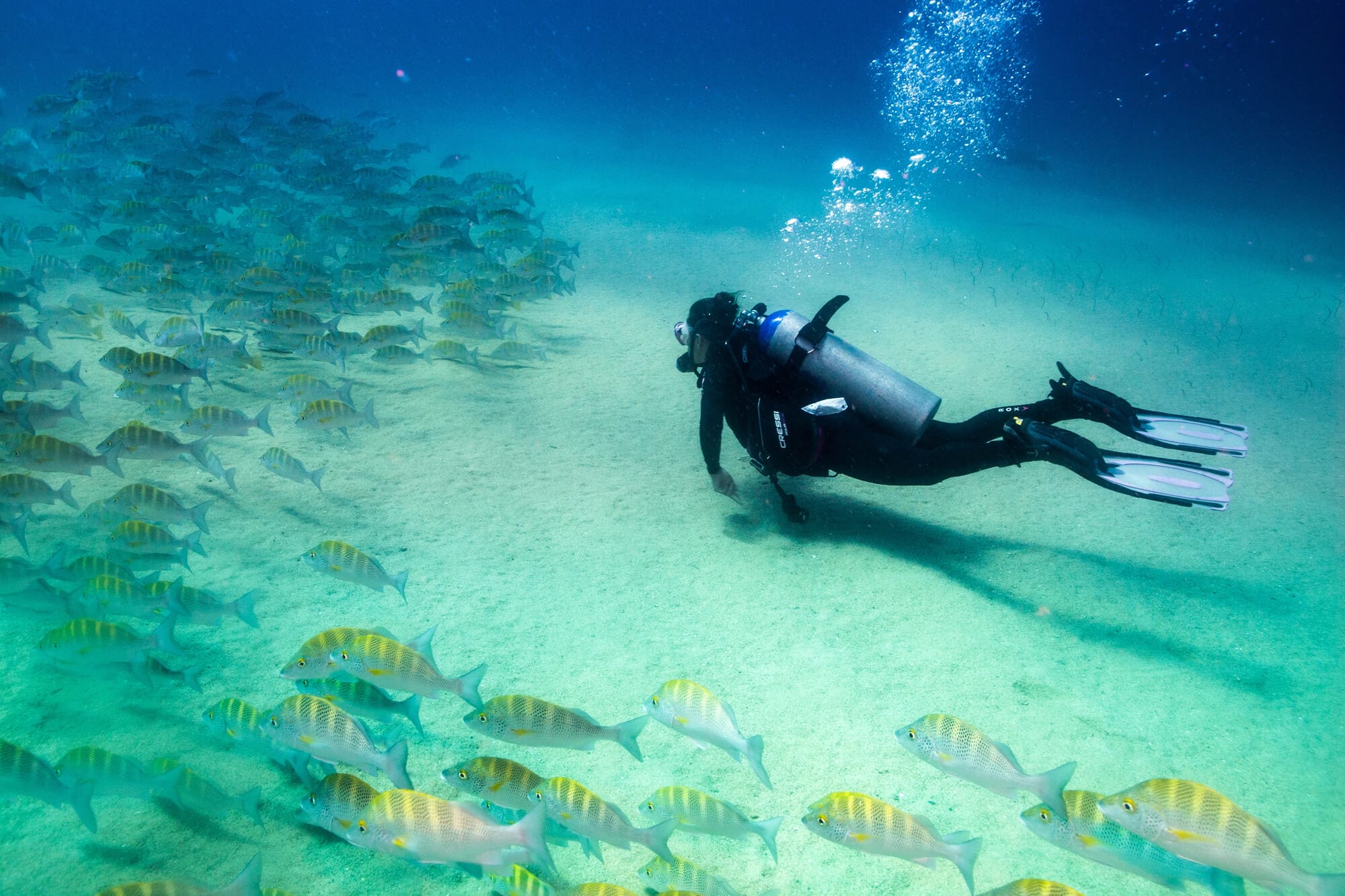 Diver on the bottom of the sea in front of a school of fish - adventure in Cozumel.