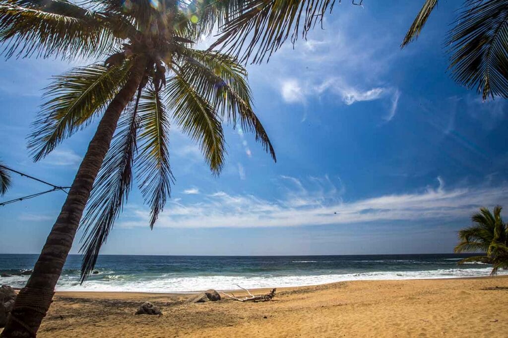 Remote, untouched beach lined with thick palms and golden sand, seen from the waterline with gentle waves rolling in under a deep blue sky.