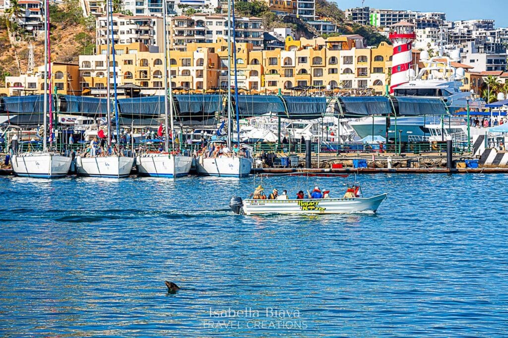 Cabo Marina with sea lion swimming by the boats