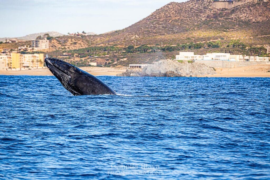Whale breaching in Cabo San Lucas