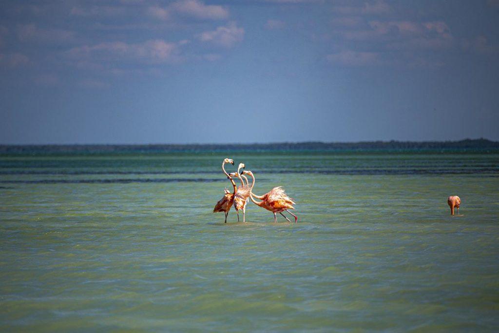 flamingos chatting in holbox