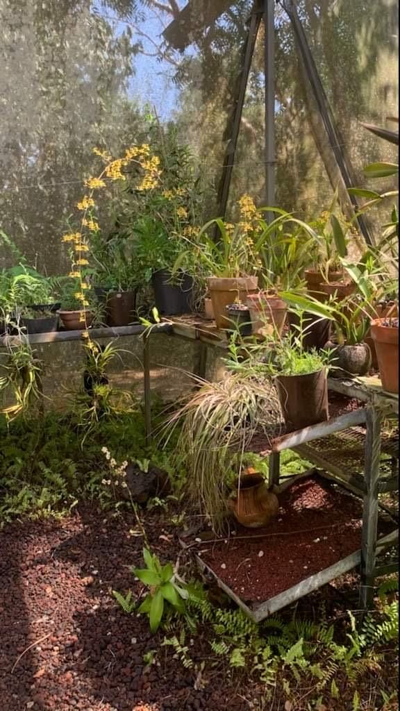 Plants in the Lo de Perla Jungle Garden
