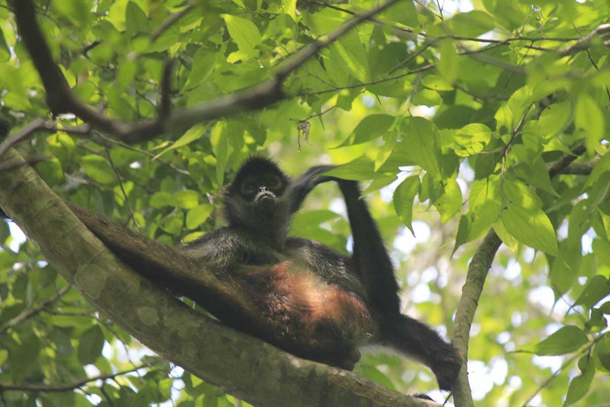 calakmul