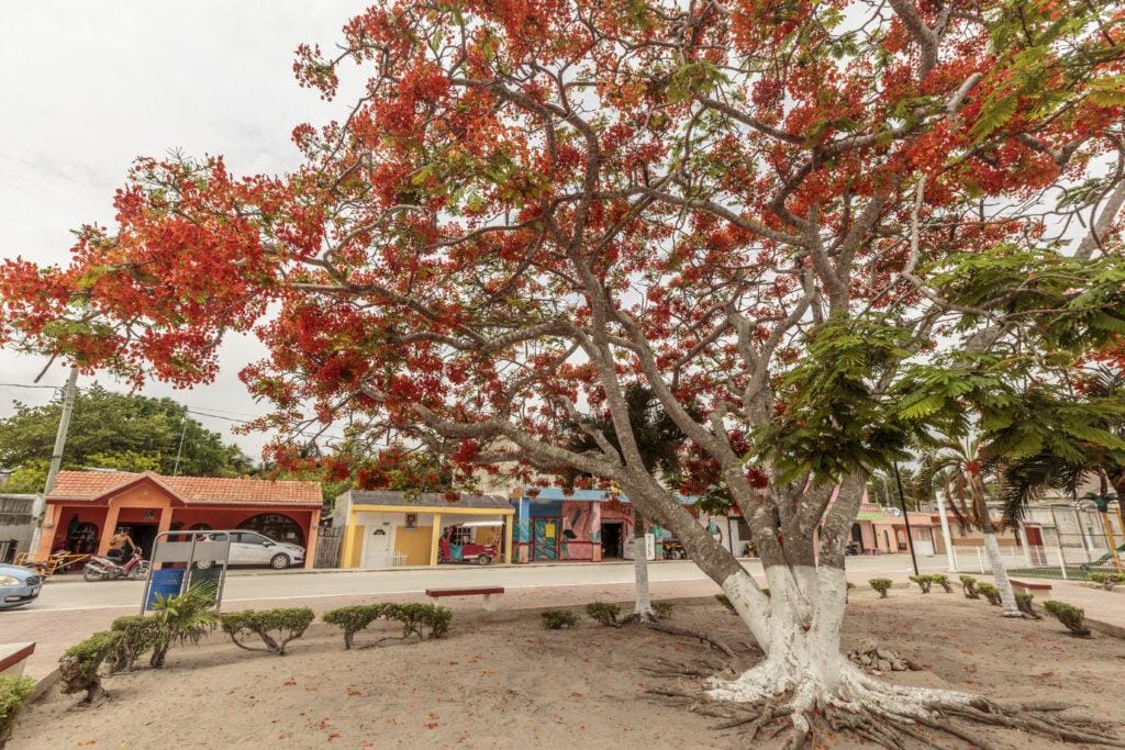 EL Cuyo Plaza
