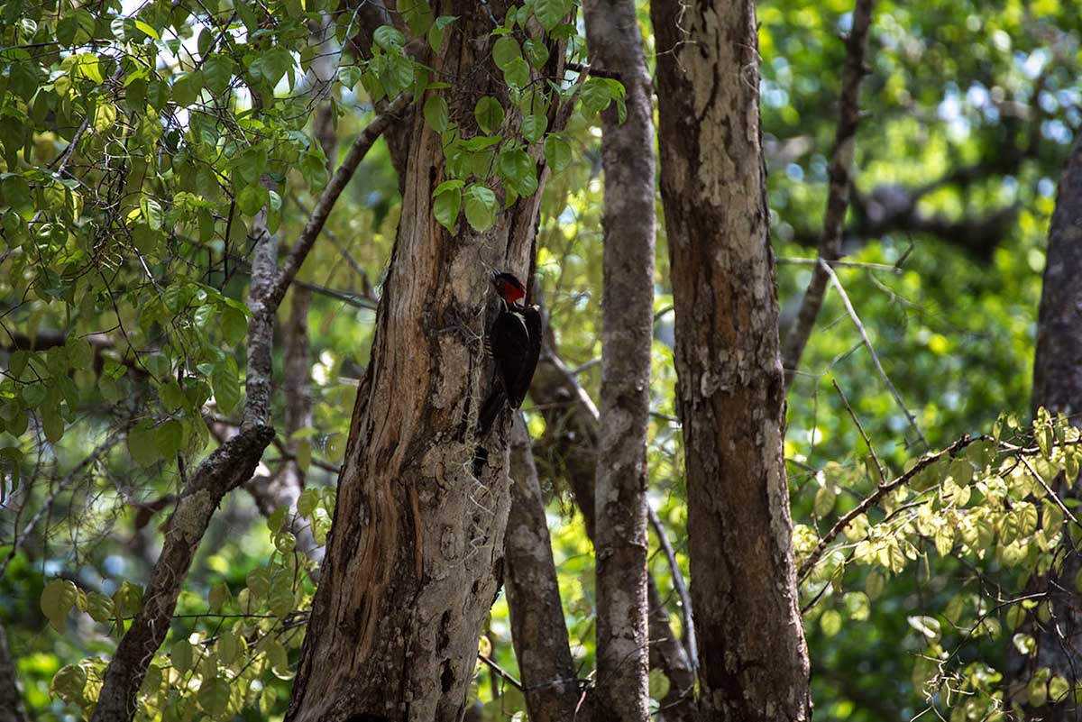 Calakmul
