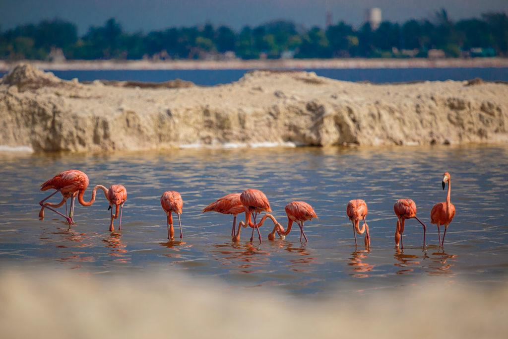 flamingos in rio Lagartos