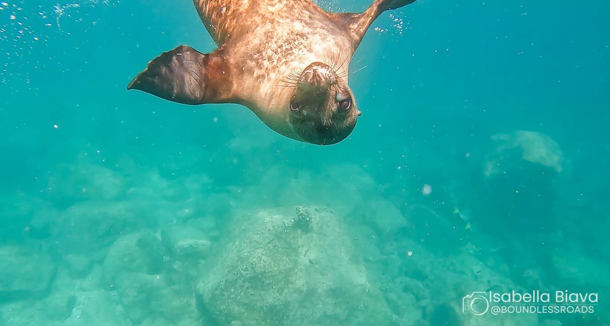 A sea lion swims gracefully in clear turquoise water, surrounded by rocky underwater scenery, creating a vibrant and serene oceanic scene.