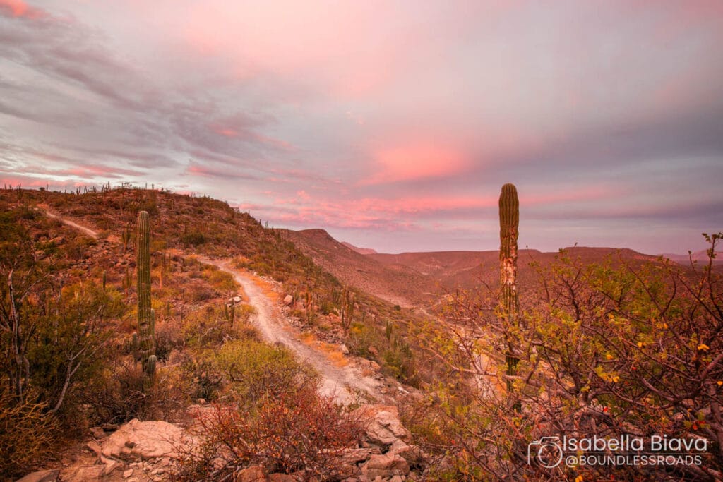 A scenic desert landscape with a winding path, tall cacti, and a vibrant pink sky at sunset. Sparse vegetation on rocky terrain.